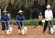 Kementan Optimis Peremajaan 185 Ribu Lahan Sawit Rampung Tahun Ini (2018)