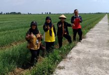Kementan: Demak Amankan Pasokan Bawang Merah untuk Natal dan Tahun Baru 2019