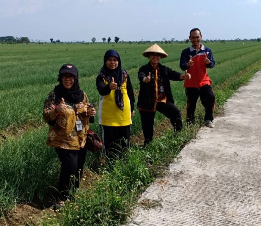 Kementan: Demak Amankan Pasokan Bawang Merah untuk Natal dan Tahun Baru 2019