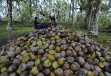 Kementan Lepas Ekspor 11,380 MT Kelapa Parut Kering asal Sulawesi Utara