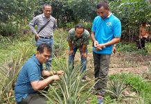 Ditjen Hortikultura Kementan Menggerakkan Sentra Nanas Kediri