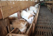 Jelang Idul Adha, Kementan Tingkatkan Pengawasan Lalu Lintas Pemeriksaan Hewan Kurban