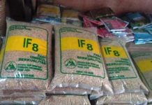 Kementan Terjunkan Tim Lapangan Telusuri Kasus Padi IF8