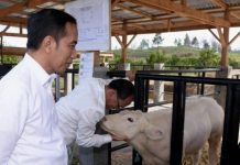 Presiden Jokowi Tinjau Proyek Peternakan dan Pertanian Desa Parsingguran
