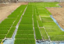 Kementan Dorong Strategi Jitu Percepatan Tanam Padi dengan Teknologi Semai Kering