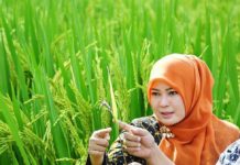 Bupati Pendeglang: Panen Raya Padi, Stok Beras Cukup Hingga Oktober 2020