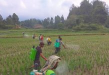 Masa Pandemi Covid 19, Sumut Kendalikan Kresek dan Blas Padi