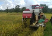 Ini Penjelasan Pemerintah Soal Kondisi Pangan Nasional Ditengah Pandemi Covid-19