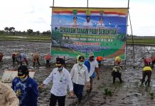 Kalteng Dukung Intensifikasi dan Ekstensifikasi Lahan Rawa untuk Pangan Nasional