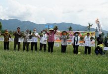 Mentan SYL Panen Bawang Merah di Bima, Produksi Melimpah