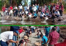 Dukung Program Ketahanan Pangan, Lanal Nias Budidayakan Singkong dan Ikan Lele