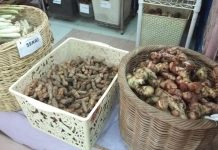 Kemenristek Uji Klinis Jahe Merah, Jambu Biji dan Minyak Kelapa Hingga Pil Kina untuk Covid-19