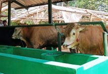 Kementan Pilih Subang Sebagai Major Project Korporasi Sapi Potong