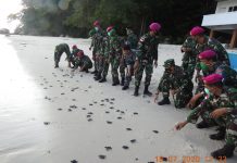 Prajurit TNI Satgas Pamtas Pulau Terluar Melepasliarkan Ribuan Tukik