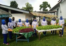 Lanal Dabo Singkep Panen Perdana Sayuran Hidroponik