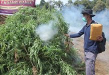 Bareskrim Polri Musnahkan 5 Hektare Ladang Ganja di Mandailing Natal Sumut