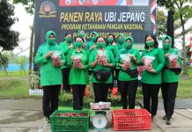 Pusdiklatpassus Panen Raya Ubi Jepang di Batujajar