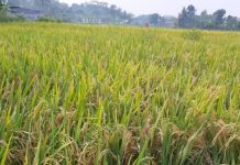 Kementan Komitmen Tingkatkan Produksi Beras Organik Ramah Lingkungan