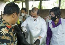 Kementan Mulai Vaksinasi PMK secara Nasional